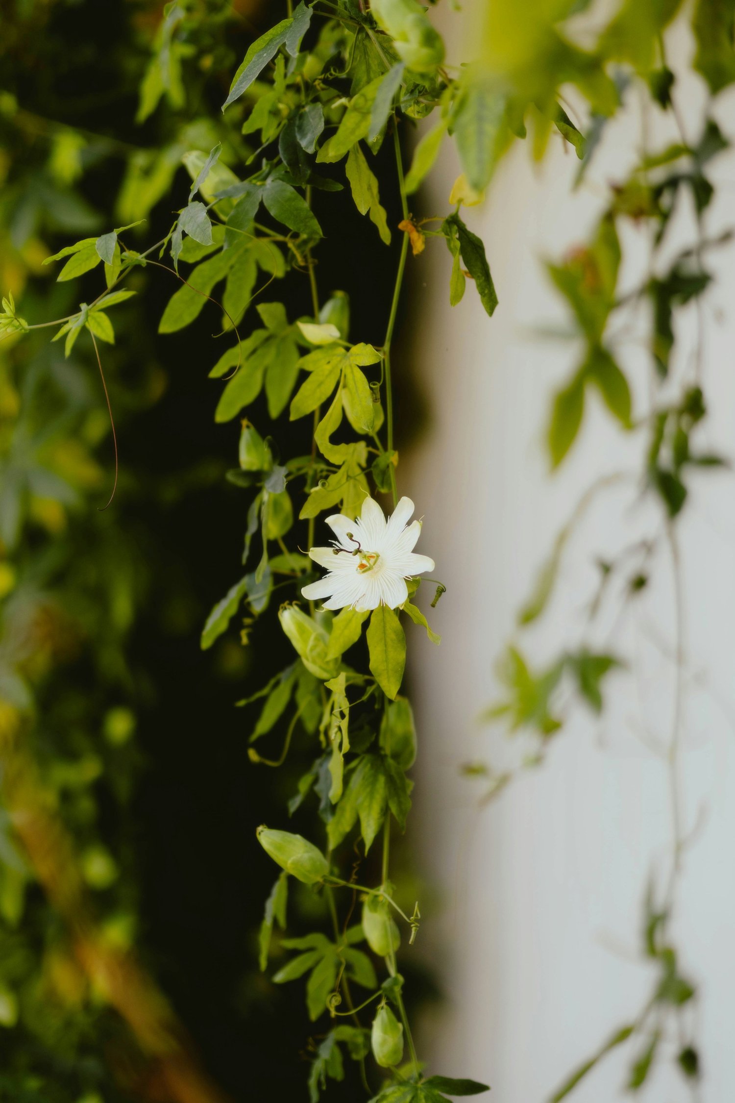 Like the Jasmine That Took the Wall